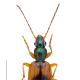 Carabes de Suisse  - Anchomenus dorsalis dorsalis