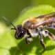 Les abeilles sauvages de Suisse  - Andrena helvola