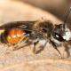 Les abeilles sauvages de Suisse Andrène labiée - Andrena labiata