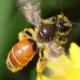 Les abeilles sauvages de Suisse  - Andrena pellucens