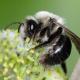 Les abeilles sauvages de Suisse Andrène vague - Andrena vaga