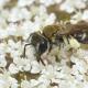 Les abeilles sauvages de Suisse  - Andrena aeneiventris