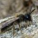Les abeilles sauvages de Suisse  - Andrena apicata