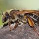 Les abeilles sauvages de Suisse  - Andrena bucephala