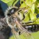 Les abeilles sauvages de Suisse Andrène sociable - Andrena scotica