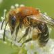 Les abeilles sauvages de Suisse Andrène congrue - Andrena congruens