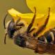 Les abeilles sauvages de Suisse  - Andrena denticulata