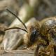 Les abeilles sauvages de Suisse Andrène du Chène - Andrena ferox