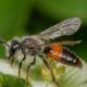 Les abeilles sauvages de Suisse  - Andrena florea