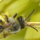 Les abeilles sauvages de Suisse  - Andrena fucata