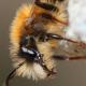 Les abeilles sauvages de Suisse  - Andrena fulva