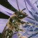 Les abeilles sauvages de Suisse Andrène blonde - Andrena fulvago