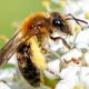 Les abeilles sauvages de Suisse Andrène fulvette - Andrena fulvata