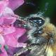 Les abeilles sauvages de Suisse  - Andrena fuscipes