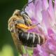 Les abeilles sauvages de Suisse  - Andrena gelriae