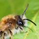 Les abeilles sauvages de Suisse Andrène gravide - Andrena gravida