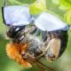 Les abeilles sauvages de Suisse Andrène cul-rouille - Andrena haemorrhoa