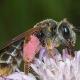 Les abeilles sauvages de Suisse Andrène de la Knautie - Andrena hattorfiana