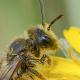 Les abeilles sauvages de Suisse Andrène de l'Epervière - Andrena hesperia