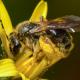 Les abeilles sauvages de Suisse Andrène humble - Andrena humilis