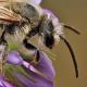 Les abeilles sauvages de Suisse  - Andrena intermedia