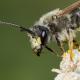 Les abeilles sauvages de Suisse Andrène du Trèfles - Andrena labialis
