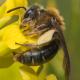 Les abeilles sauvages de Suisse Andrène deux-cellules - Andrena lagopus