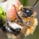 Les abeilles sauvages de Suisse  - Andrena lapponica