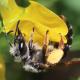 Les abeilles sauvages de Suisse Andrène de la Gesse - Andrena lathyri