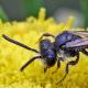 Les abeilles sauvages de Suisse  - Andrena minutula