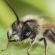 Les abeilles sauvages de Suisse  - Andrena mitis