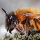 Les abeilles sauvages de Suisse Andrène noire-bronze - Andrena nigroaenea