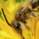 Les abeilles sauvages de Suisse Andrène noir-olive - Andrena nigroolivacea