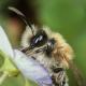Les abeilles sauvages de Suisse Andrène limpide - Andrena nitida