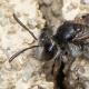 Les abeilles sauvages de Suisse Andrène de la Carotte - Andrena nitidiuscula