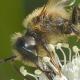 Les abeilles sauvages de Suisse Andrène nuptiale - Andrena nuptialis
