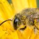 Les abeilles sauvages de Suisse  - Andrena polita