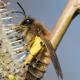 Les abeilles sauvages de Suisse  - Andrena praecox