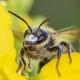 Les abeilles sauvages de Suisse  - Andrena probata