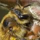 Les abeilles sauvages de Suisse Andrène parente - Andrena propinqua