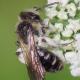 Les abeilles sauvages de Suisse Andrène rapprochée - Andrena proxima