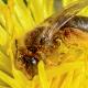 Les abeilles sauvages de Suisse Andrène rhénane - Andrena rhenana