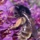 Les abeilles sauvages de Suisse  - Andrena rogenhoferi