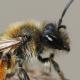 Les abeilles sauvages de Suisse Andrène croix-rouge - Andrena ruficrus
