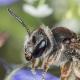 Les abeilles sauvages de Suisse Andrène bandes-rouges - Andrena rufizona