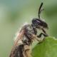 Les abeilles sauvages de Suisse Andrène petite-rousse - Andrena rufula