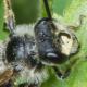 Les abeilles sauvages de Suisse Andrène de Schenck - Andrena schencki