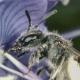 Les abeilles sauvages de Suisse  - Andrena subopaca