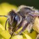 Les abeilles sauvages de Suisse Andrène de Sürin - Andrena suerinensis