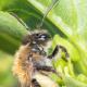 Les abeilles sauvages de Suisse  - Andrena synadelpha